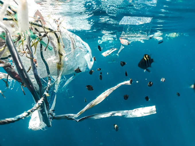 plastic bags submerged underwater near a school of fish