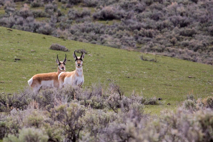 Image of two pronghorn bucks in a shub landscape.