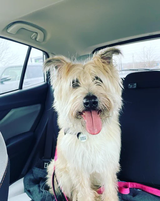 Jen's dog Scruffy.
