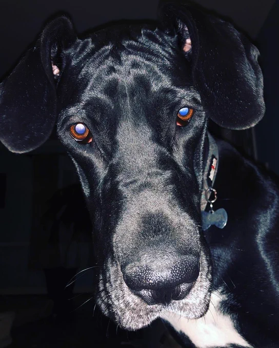 Jen's dog Nyssa.