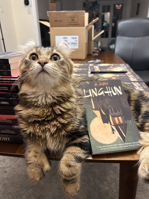 Owl (my brown and black highland Lynx cat) posing with Linghun
