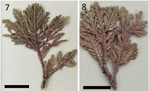 Two herbarium specimens of the coralline alga Corallina chilensis