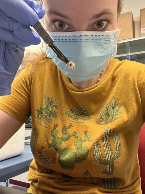 Zoe, a graduate student, holds a moth head in tweezers, as part of her research on pesticide resistance. In this close-up photo, she wears a yellow Sonoran desert tshirt, gloves, and a mask.
