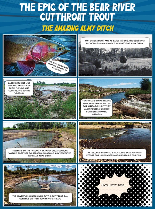 As early as 1952, the Bear River flooded when it reached the Almy Ditch. Sediment blockind the stream from flowing contributed to flooding. Dams helped ranchers divert water for irrigation, but they also posed a barrier for fish. Partners to the rescue! A team worked together to reestablish stable banks at Almy Ditch. The project installed structures that are low-effort for landowners and crossable for fish. The adventuring Bear River cutthroat trout can continue on its journey upstream!