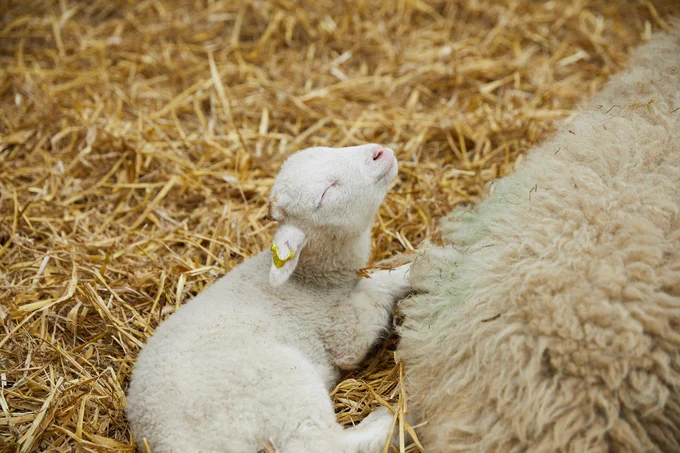 A happy smiling lamb at Temple Newsam
