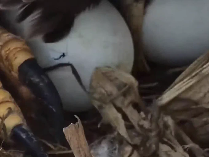 The first hole in the eagle egg laid this spring at Decorah