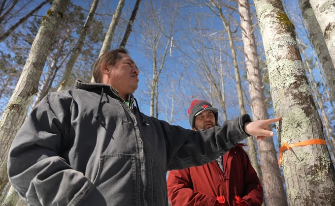 Two people in sun-filled winter woods examining a tree. 