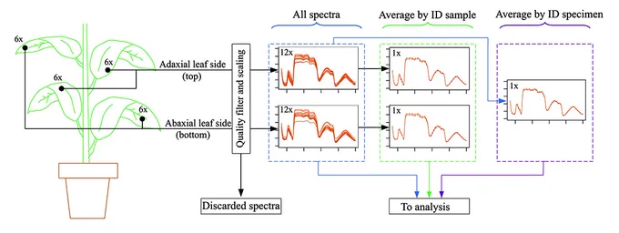 Schematic showing reflectance spectra sampling, quality filtering and scaling, subsetting, and averaging for the infrared spectroscopy method. As an example, real spectra sampled from individual OLD01319 are shown.