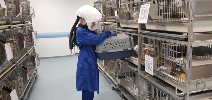 Daily handling is refined by using box handling instead of capture and restraint. Here, a transport box is held up to the rabbit cage, the animal has been trained to move into the transport box without the need to be picked up.