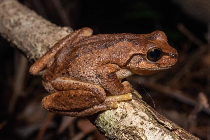 Littlejohn's tree frog (Litoria littlejohni), also called a heath frog or orange-bellied tree frog, is a species of tree frog native to eastern Australia from Wyong, New South Wales, to Buchan, Victoria.