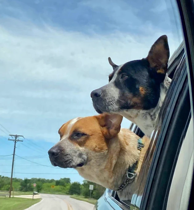 Captain (yellow) and Cosmos (black) brothers and friends forever; Captain was shot and killed and Cosmos severely wounded two weeks ago. 