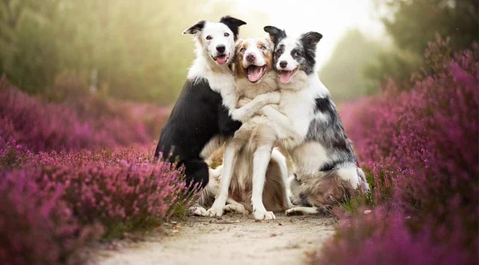 Pet Health! Take 16% Off Hundreds Of Paw-ducts During March!
#Code: SPRING16
https://www.jdoqocy.com/click-100502319-15347015 
Heartland Veterinary Supply and Pharmacy specialize in the health and wellness of the equine, canine and feline species.
#pethealth #ad #veterinary #pharmacy #prescriptions #delivery #animals #pets #petsupplies 
Heartland sells prescription and over the counter pet supplies needed to keep #Horses #dogs and #cats healthy and happy!

Step in to Spring with 16% Off Hundreds of Products
#Code: SPRING16
Valid 24 - 31 March 2023
https://www.jdoqocy.com/click-100502319-15347015
Take 10% off all Vaccines During the Spring Season
#Code: VACCINE
Valid 12 March - 30 April 2023
https://www.jdoqocy.com/click-100502319-15347015
The Easter Bunny Left You An Egg! 
17% Off Hundreds Of Items
#Code: EASTER17
Valid 7 - 11 April 2023

Save 30% Off Oral Suspensions!
#Code: SAVE30
https://www.jdoqocy.com/click-100502319-15347015
Valid till 23 April 2023

Standard Shipping Free on Ord