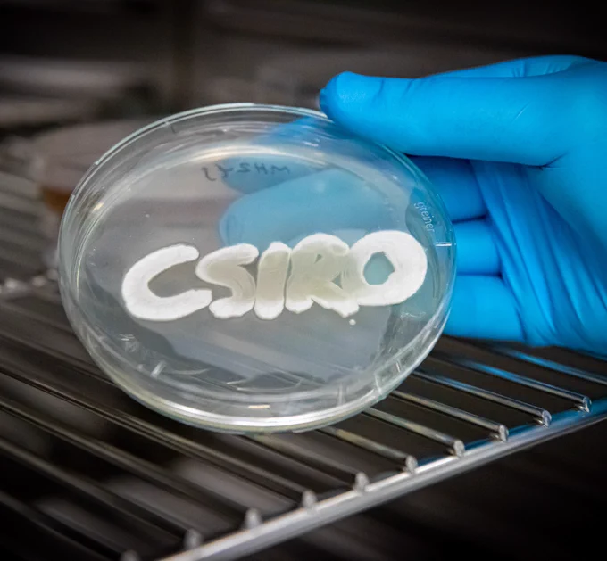 A petri dish with a with bacteria growin in the letters CSIRO. 
