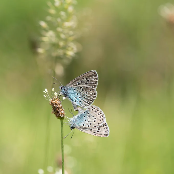 A large blue butterfly perched amongst grassland