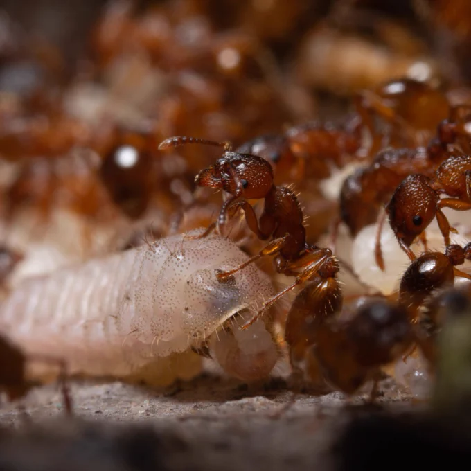 A caterpillar surrounded by ants
