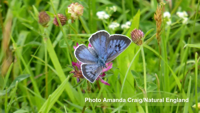 A large blue butterfly with beautiful detail on its wings and darker edges settles on a wild flower to feed. Shown in healthy grasslands full of flowers.