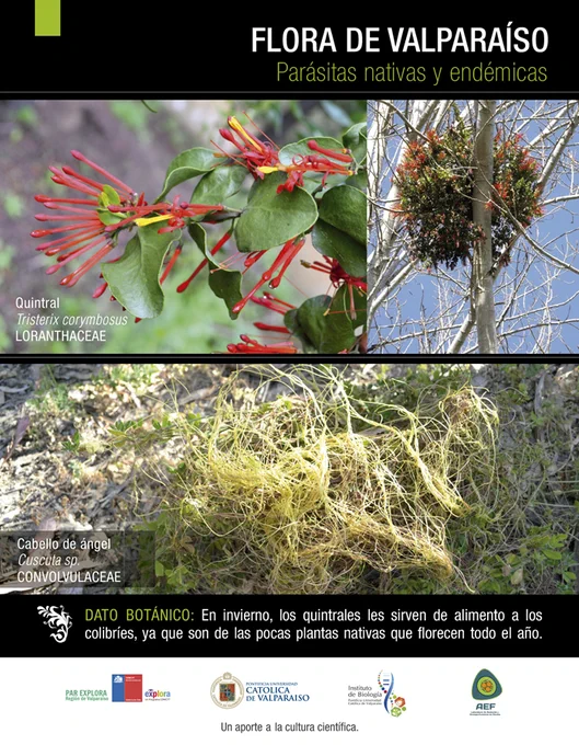 ¿Alguien las reconoce? El Quintral y el Cabello de Ángel son características de la región de #Valparaíso y pertenecen al grupo de las parásitas nativas y endémicas. Además en invierno sirven de alimento a los colibríes #FloraDeValparaíso