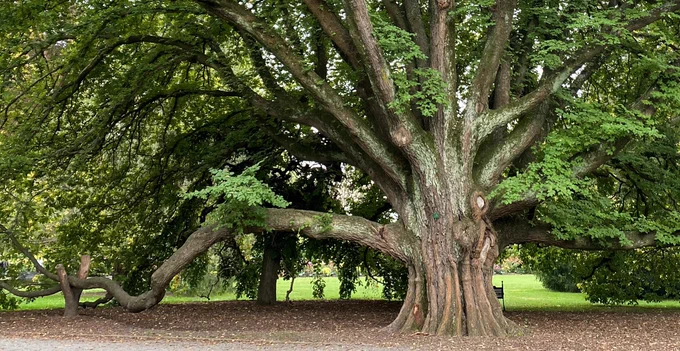 world champion golden elm (Ulmus 'Louis van Houtte') located in Christchurch Botanic Garden.