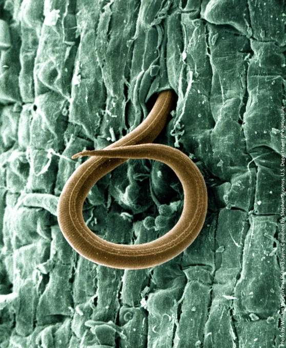 An image of a tiny, nematode worm