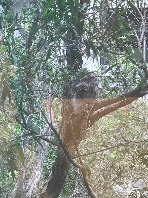 young tawny frogmouth on branch 