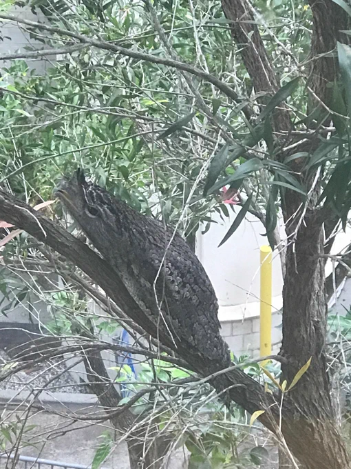 Adult tawny frogmouth on branch