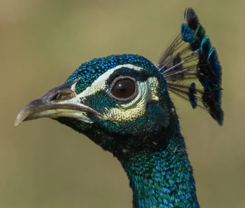 https://ebird.org/species/compea