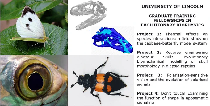 Pieris rapae butterfly on a leaf by Matt Prosser, CC BY 3.0, An allosaur skull and coloured model surface. A fish eye by Tom Pike and a burying beetle by Sheena Cotter, alongside 4 project titles, which are repeated in text in the following tweets.