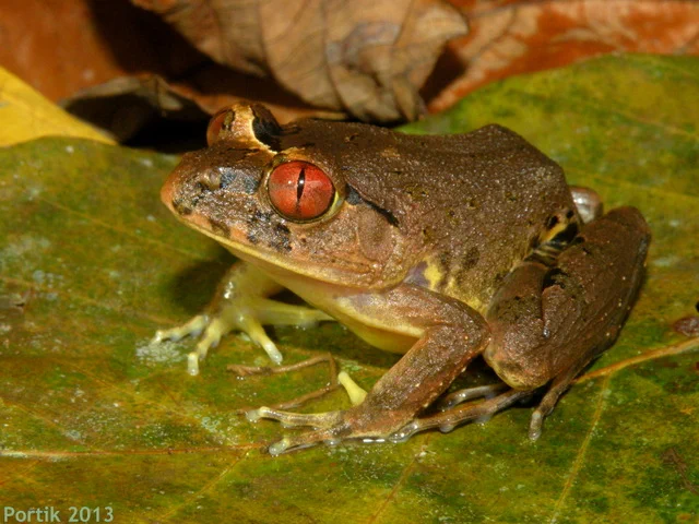 frog with red eyes on leaf