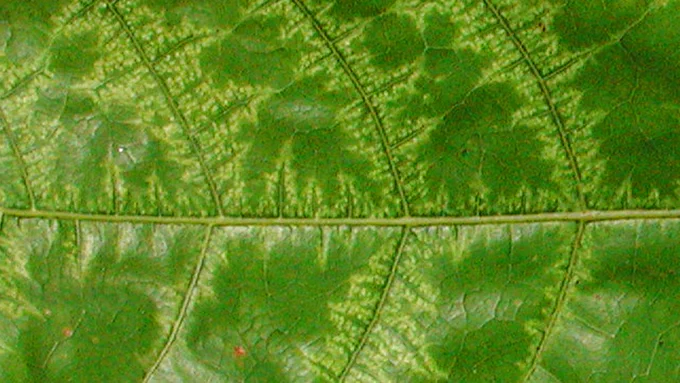A cocoa leaf with CSSV symptoms