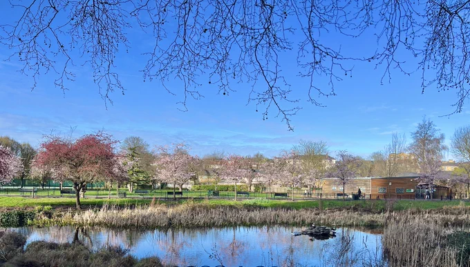 blue sky above a placid pond surrounded by trees in blossom