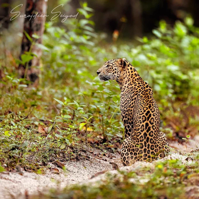 The #leopard queen of Kurruttupandi, Wilpattu #NationalPark, Sri Lanka! 
She was ahead of us patrolling her territory when we sighted her. Momentarily, she sat on her haunches and started to concentrate her left and we realized that she was waiting for her cub to return to her. 
More at Wildernesstrails 

#animalsaddict #leopards #animalart
#bigcats #bigcatconservation
#exclusive_wildlife #instafoto #wildlifeofinstagram #leopardsofinstagram #bigcatsofinstagram