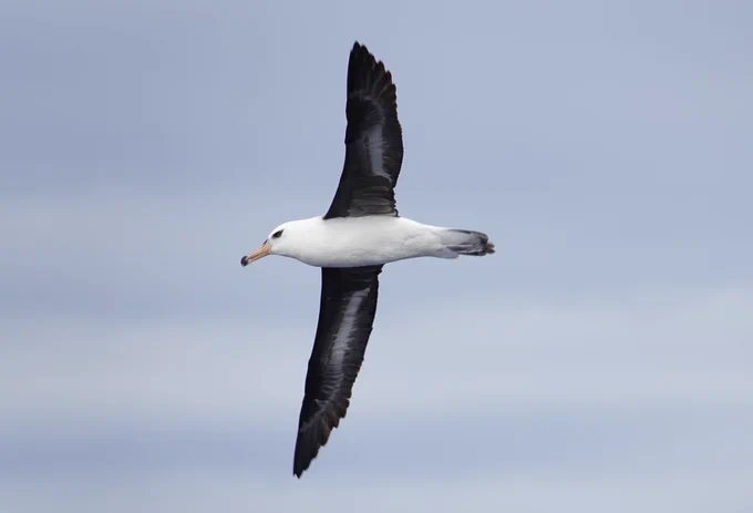 Campbell’s Albatross