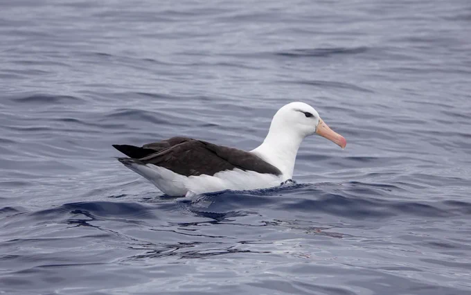 Black-browed Albatross
