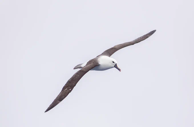 Indian Yellow-nosed Albatross