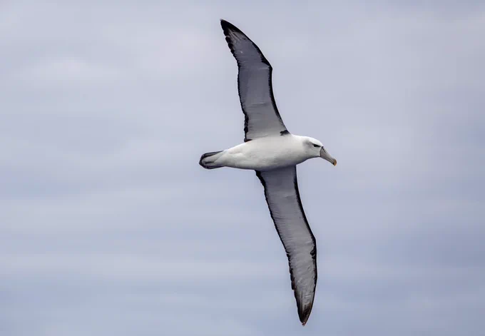 Shy Albatross