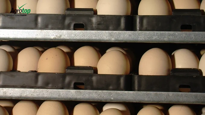 Agrotop - Chicken Egg Production