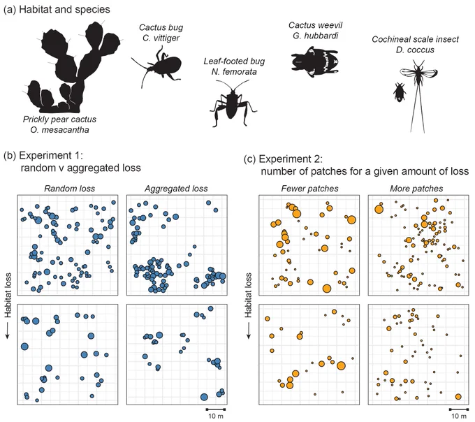 Experiments for isolating the roles of landscape-scale habitat loss & fragmentation & patch size on populations. (a) Experiments altered the amount/distribution of prickly pear cactus; response was occurrence of 4 specialist herbivores. (b) Experiment 1: patches were removed in random/aggregated pattern. (c) Experiment 2: patches were removed with low/high loss; fragmentation treatments altered the number of patches