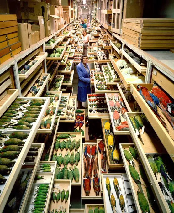 Photograph of the NMNH bird collection and curators taken by Chip Clark 