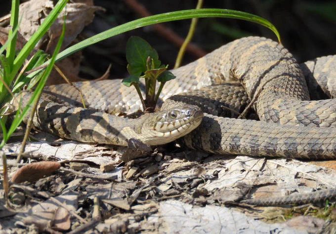 A northern water snake basking in the sun
