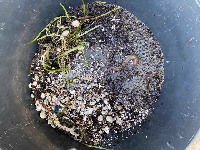 Looking into a bucket with soil, plants, and a bristle worm observed during fieldwork in Gyldensteen Lagoon in Denmark. Photo by Andrea Lo