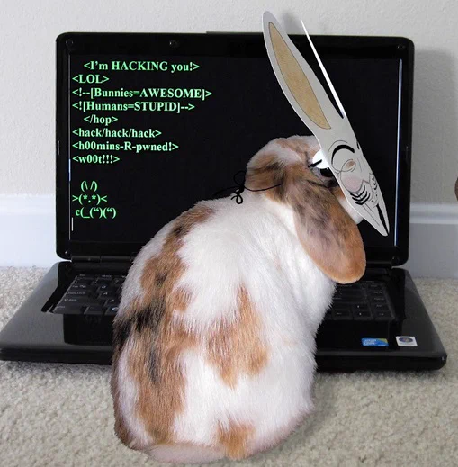 Bunny hax n00bs
