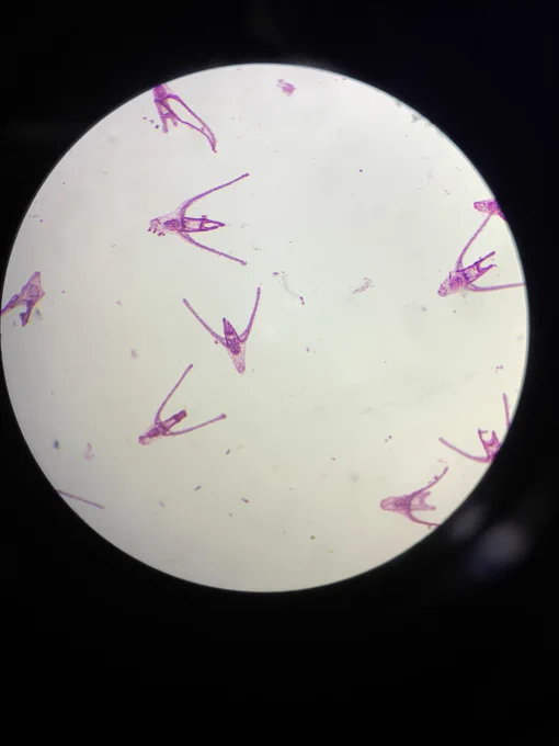 larva pluteus - lâmina histológica do desenvolvimento embrionário de um ouriço-do-mar
