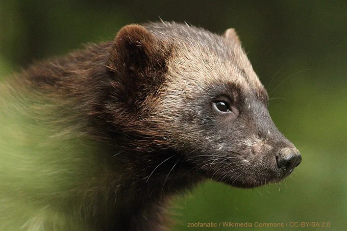 WOLVERINE IN PROFILE MAJESTIC AF