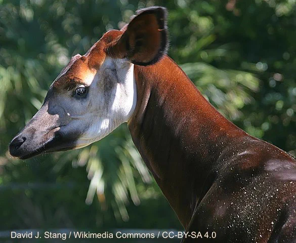 OKAPI IN PROFILE MAJESTIC AF