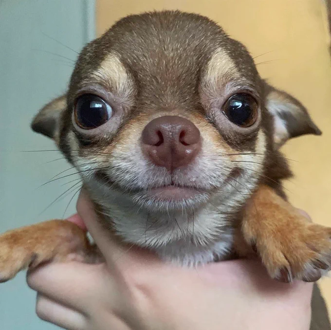 a little chocolate and tan chihuahua is held aloft by a pale-skinned person's hand. the pup's tiny front feet splay out toward the edges of the photo, and her ears are back, accentuating her round noggin. she's got a cute closed-lip smile just for you, and the tan accents over her eyes brighten her expression even more.