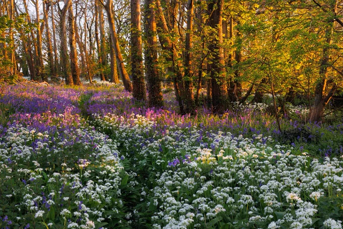 Spring Woodland in Dorset Photography Tour
25th - 27th Apr, 2023 
Tutored by Andy Farrer

Our Spring Woodland and Bluebell workshop will be led by Andy Farrer in his home county of Dorset. The workshop will centre around the spring woodlands as they begin to burst with new growth. The spring woodland flowers, wood anemone, bluebells and wild garlic are all photogenic and quintessentially English. The seasons have been a little harder to predict over recent years, but Andy will have scouted these local locations in advance of our workshop to seek out the most interesting venues.

To ensure our workshop will be packed with photography we have included thee nights accommodation, so that you arrive the night before we commence and have three full days of photography.

https://www.lightandland.co.uk/photography-tours/view/spring-woodland-in-dorset-photography-tour-apr-2023