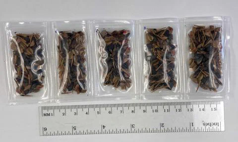 Five sealed, plastic packages that contain tree seeds that were sent to space.