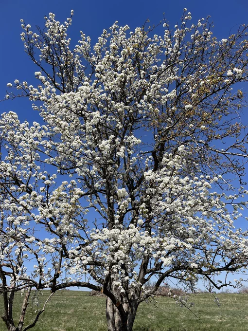 A tall pear tree is in full bloom. White colored blossoms are present along many of its branches.