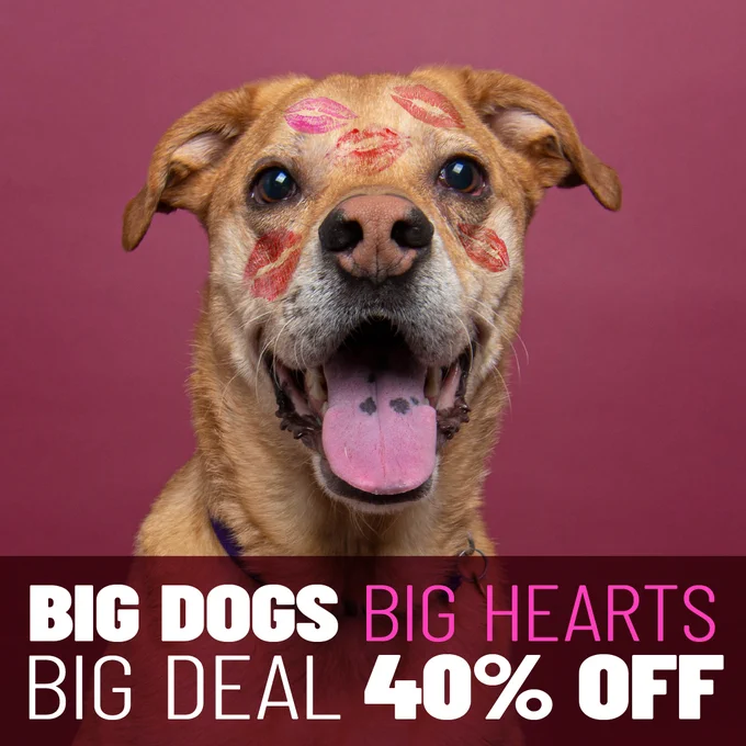 A large tan dog sitting in front of a pink background with lipstick kisses all over his face. Text at the bottom of the image says, "big dogs, big hearts, big deal, 40% off".