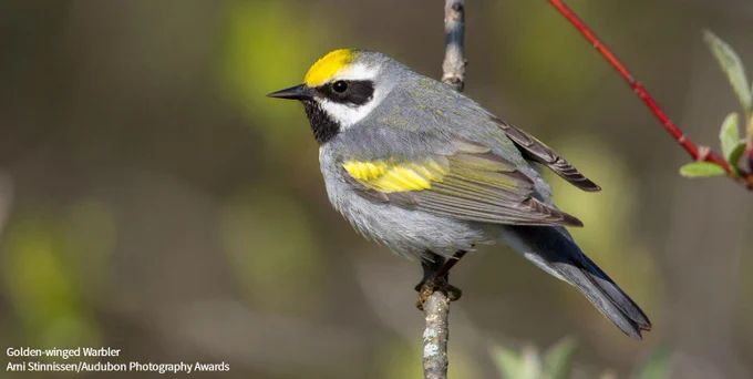 A Golden-winged Warbler perches on a thin vertical branch. Credit: Arni Stinnissen/Audubon Photography Awards
